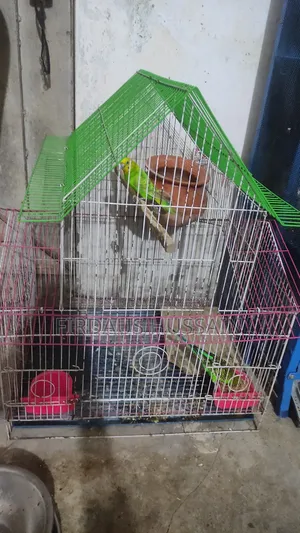 বাজরিগর পাখি রানিং জোরা