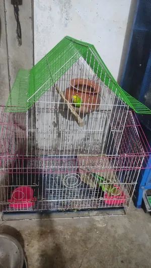 বাজরিগর পাখি রানিং জোরা