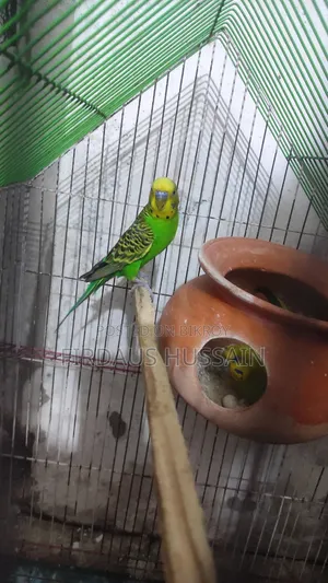 বাজরিগর পাখি রানিং জোরা