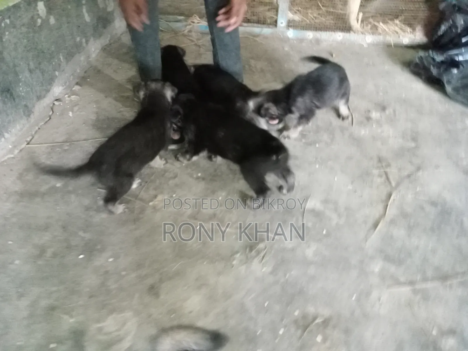 1-3 months Female Purebred German Shepherd