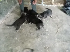 1-3 months Female Purebred German Shepherd