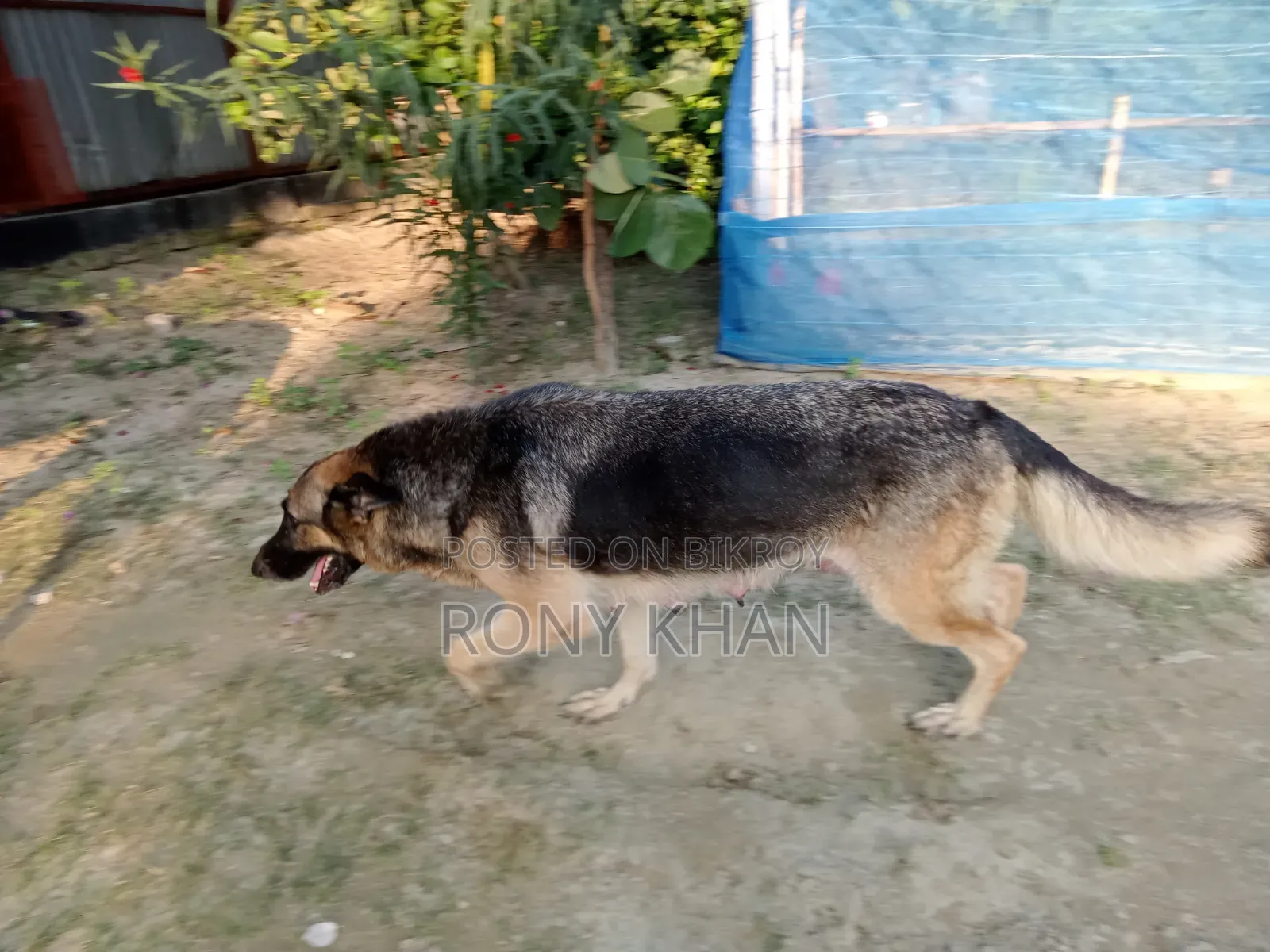 1-3 months Female Purebred German Shepherd