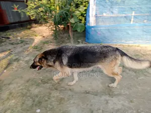 1-3 months Female Purebred German Shepherd
