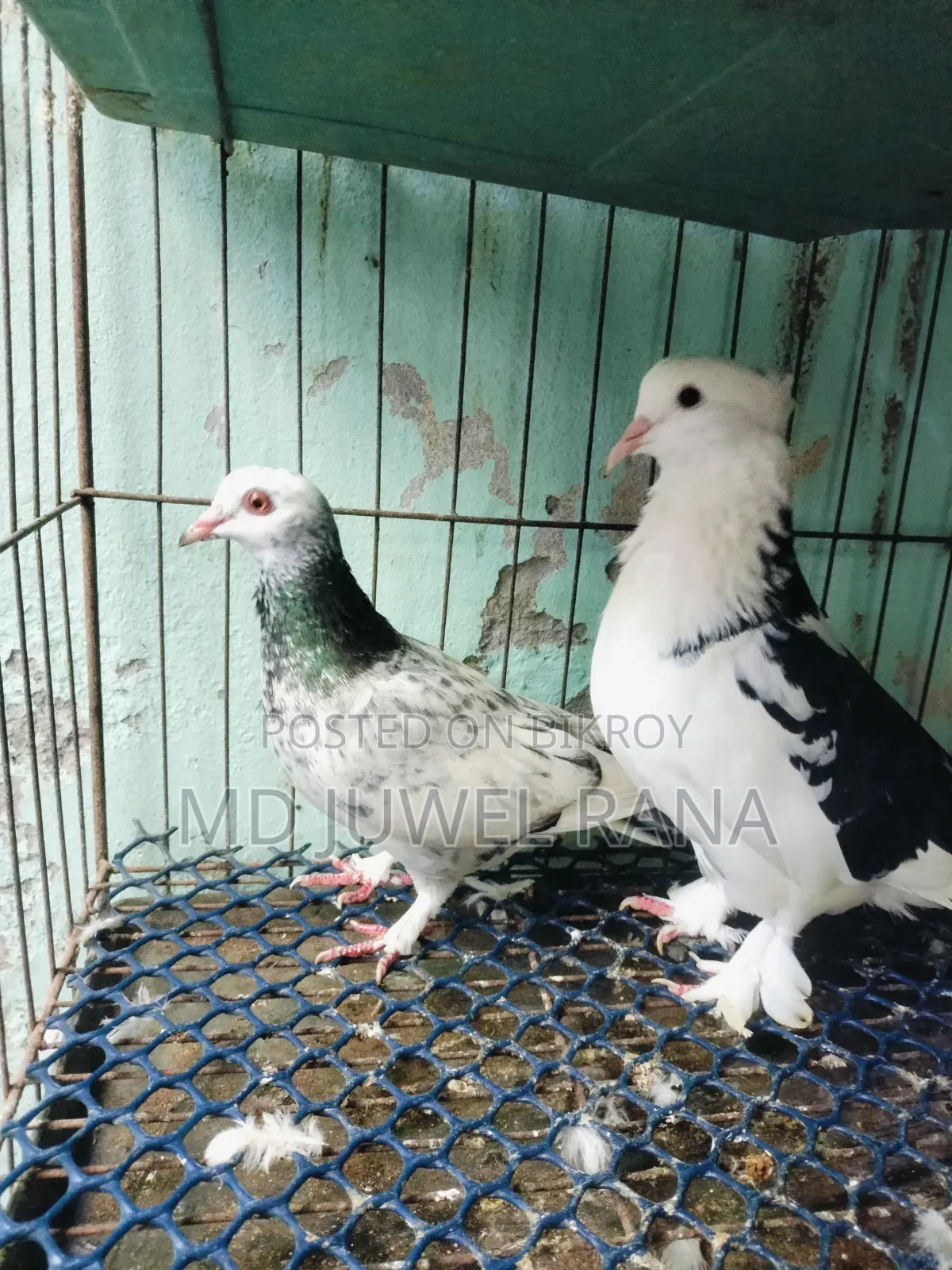Running Pigeons