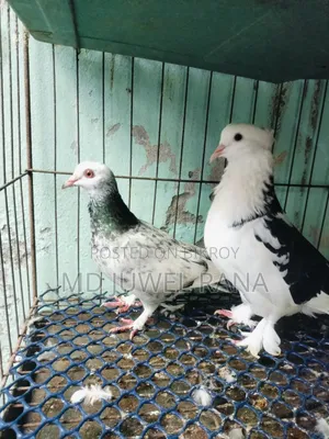 Running Pigeons