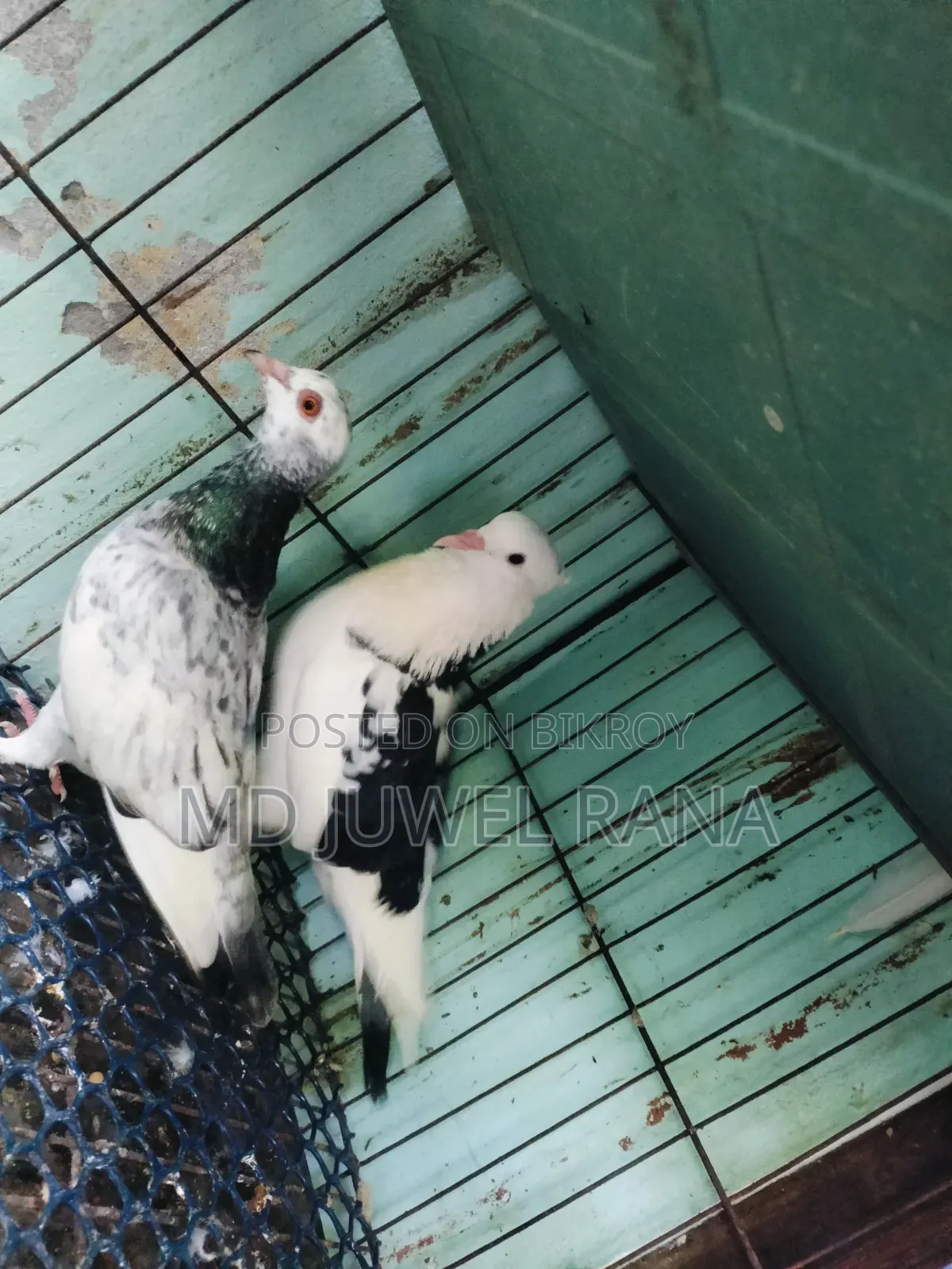 Running Pigeons
