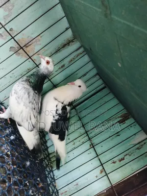 Running Pigeons