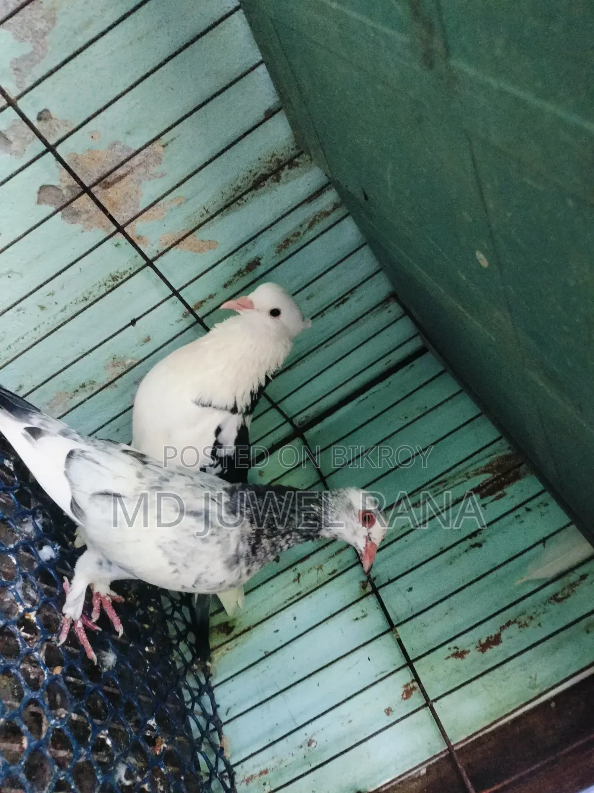Running Pigeons