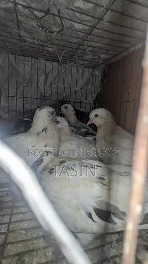 Running Pigeons