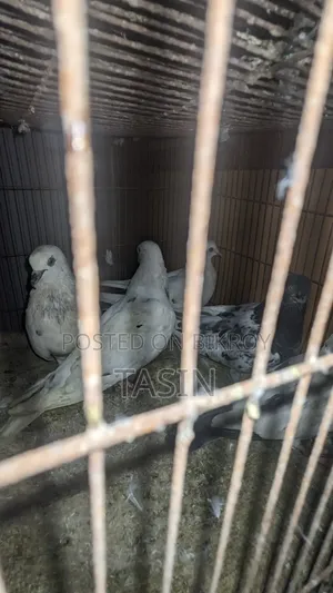 Running Pigeons