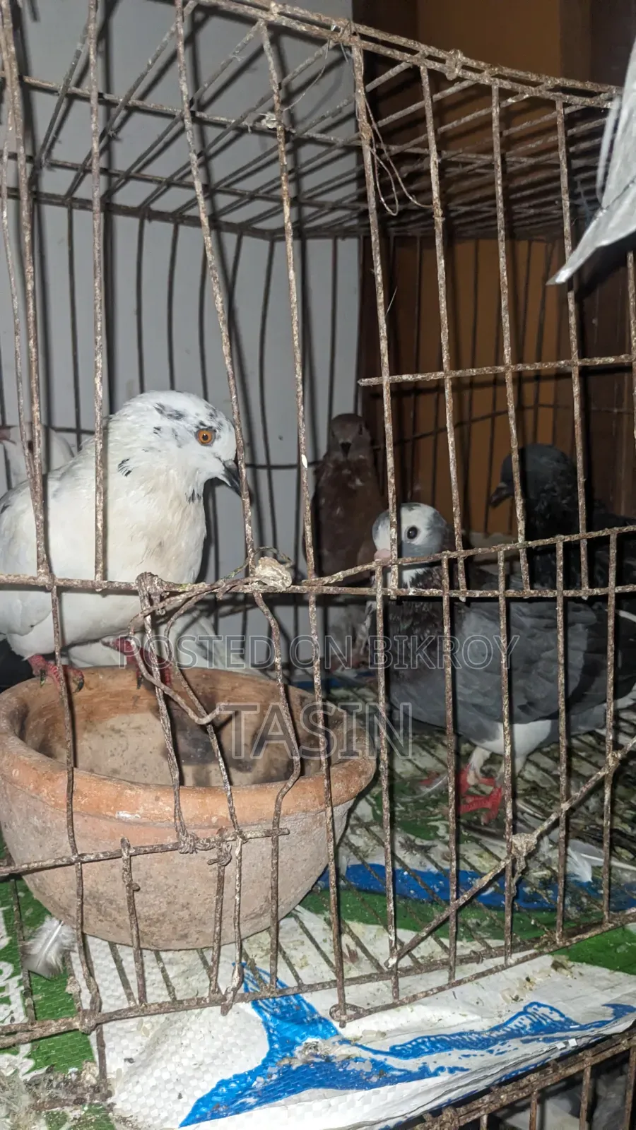 Running Pigeons