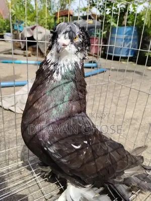 House Pigeon - Tiger