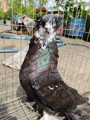 House Pigeon - Tiger