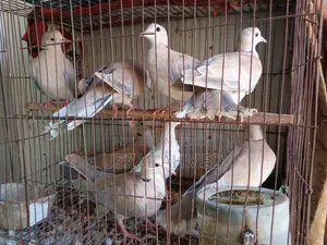 অস্ট্রেলিয়ান ঘুঘু এবং বাজরিগার