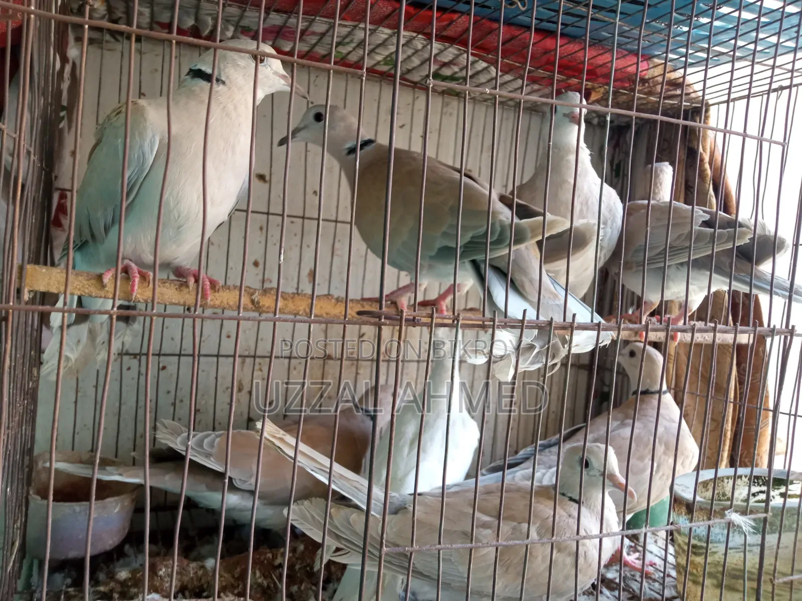 অস্ট্রেলিয়ান ঘুঘু এবং বাজরিগার