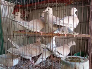 অস্ট্রেলিয়ান ঘুঘু এবং বাজরিগার
