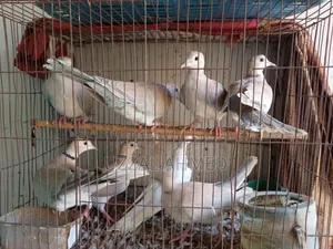 অস্ট্রেলিয়ান ঘুঘু এবং বাজরিগার