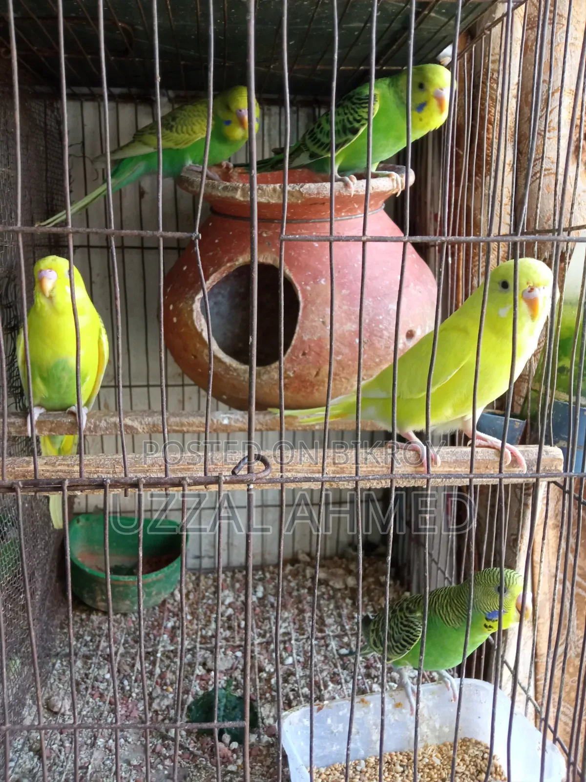 অস্ট্রেলিয়ান ঘুঘু এবং বাজরিগার
