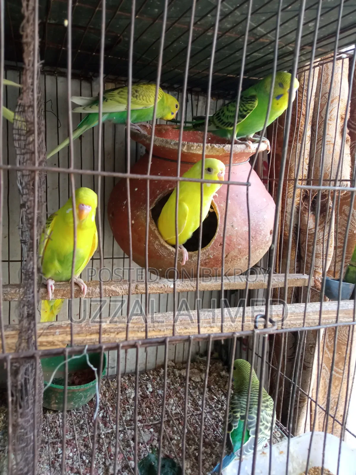 অস্ট্রেলিয়ান ঘুঘু এবং বাজরিগার