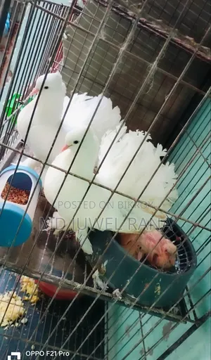 Lakhpur Pigeons with Running Chicks