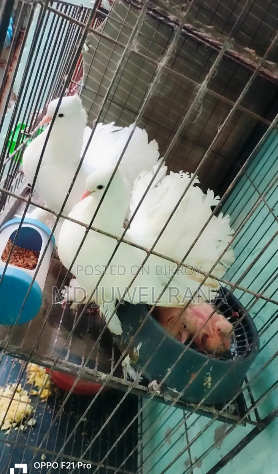 Lakhpur Pigeons with Running Chicks