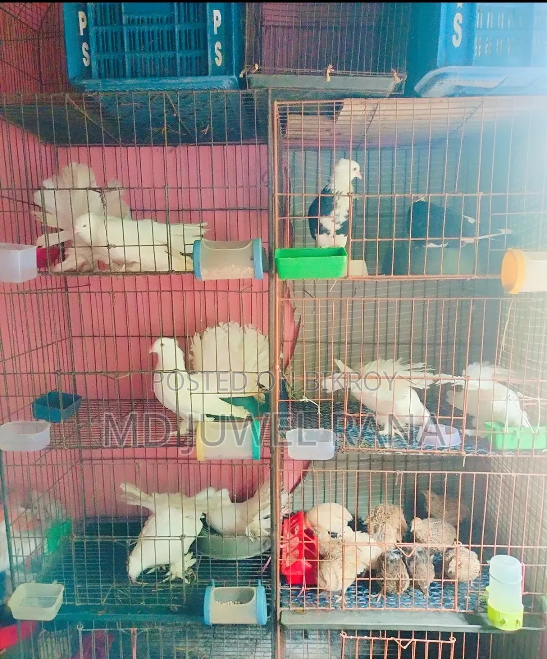 Lakhpur Pigeons with Running Chicks