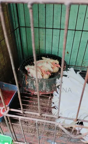 Lakhpur Pigeons with Running Chicks