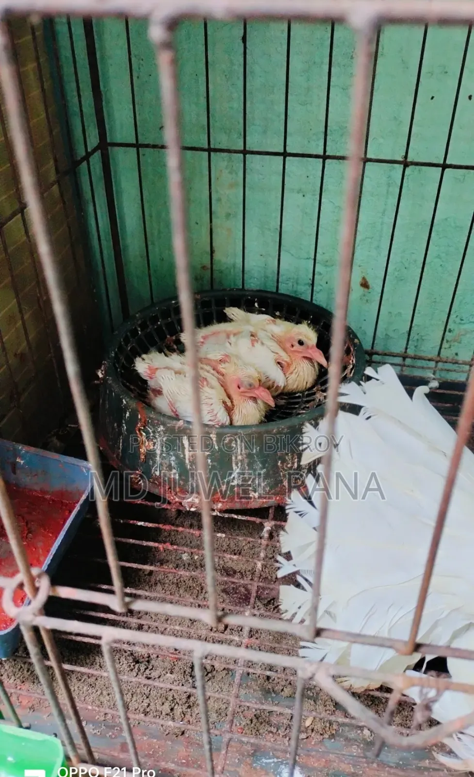 Lakhpur Pigeons with Running Chicks