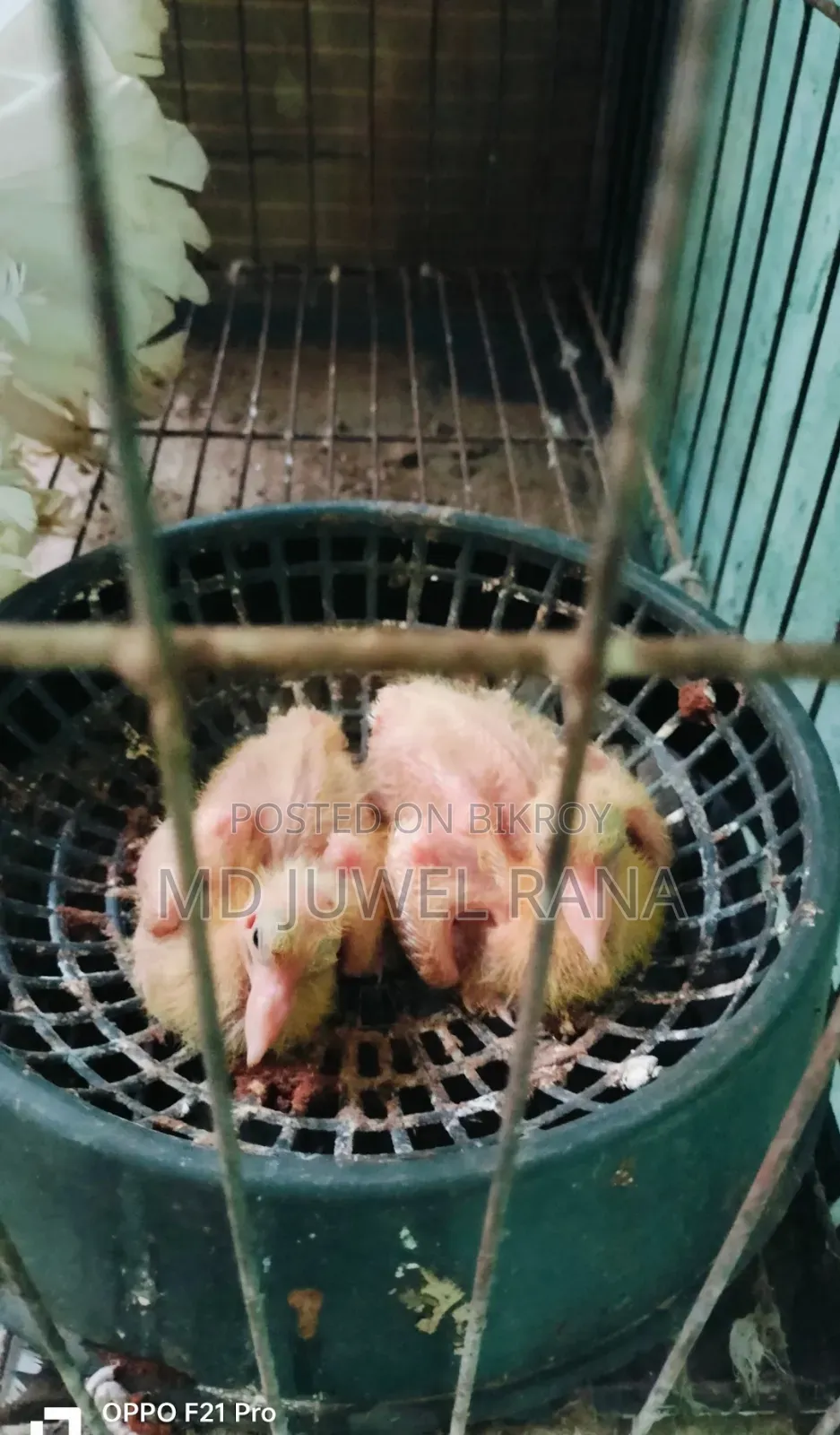 Lakhpur Pigeons with Running Chicks