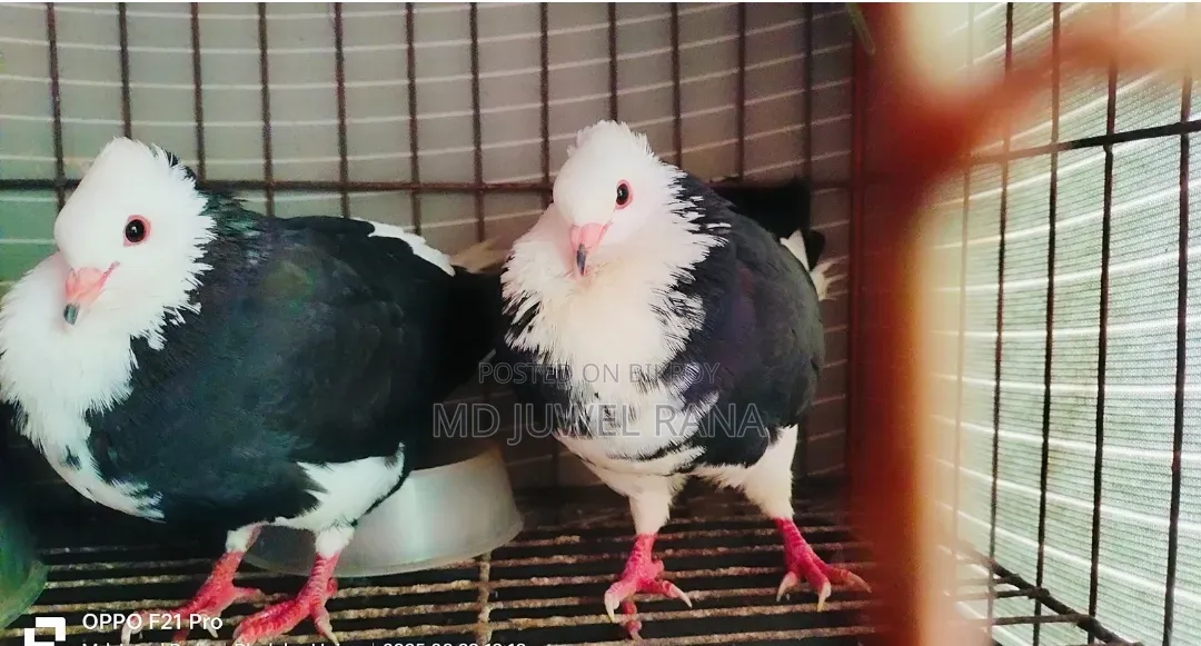 Lakhpur Pigeons with Running Chicks