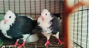 Lakhpur Pigeons with Running Chicks