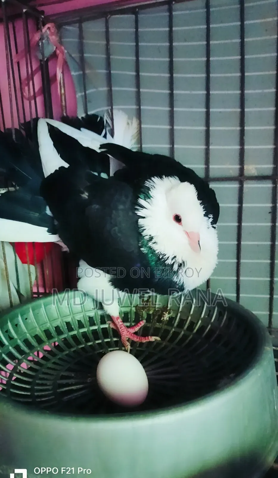 Lakhpur Pigeons with Running Chicks