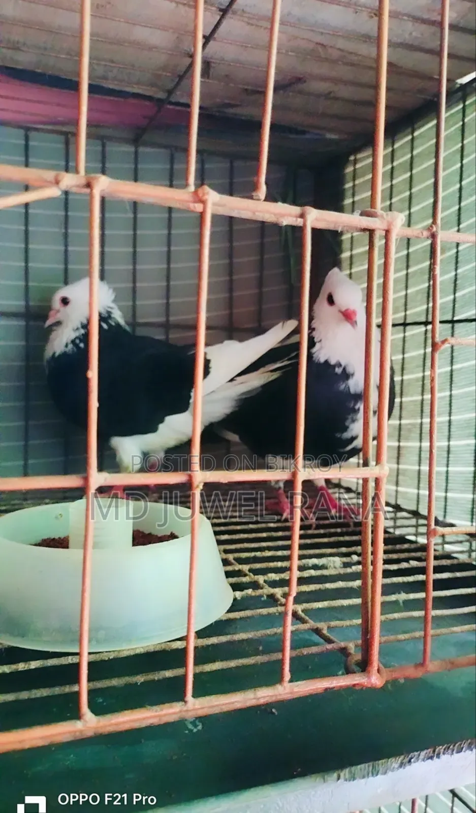Lakhpur Pigeons with Running Chicks
