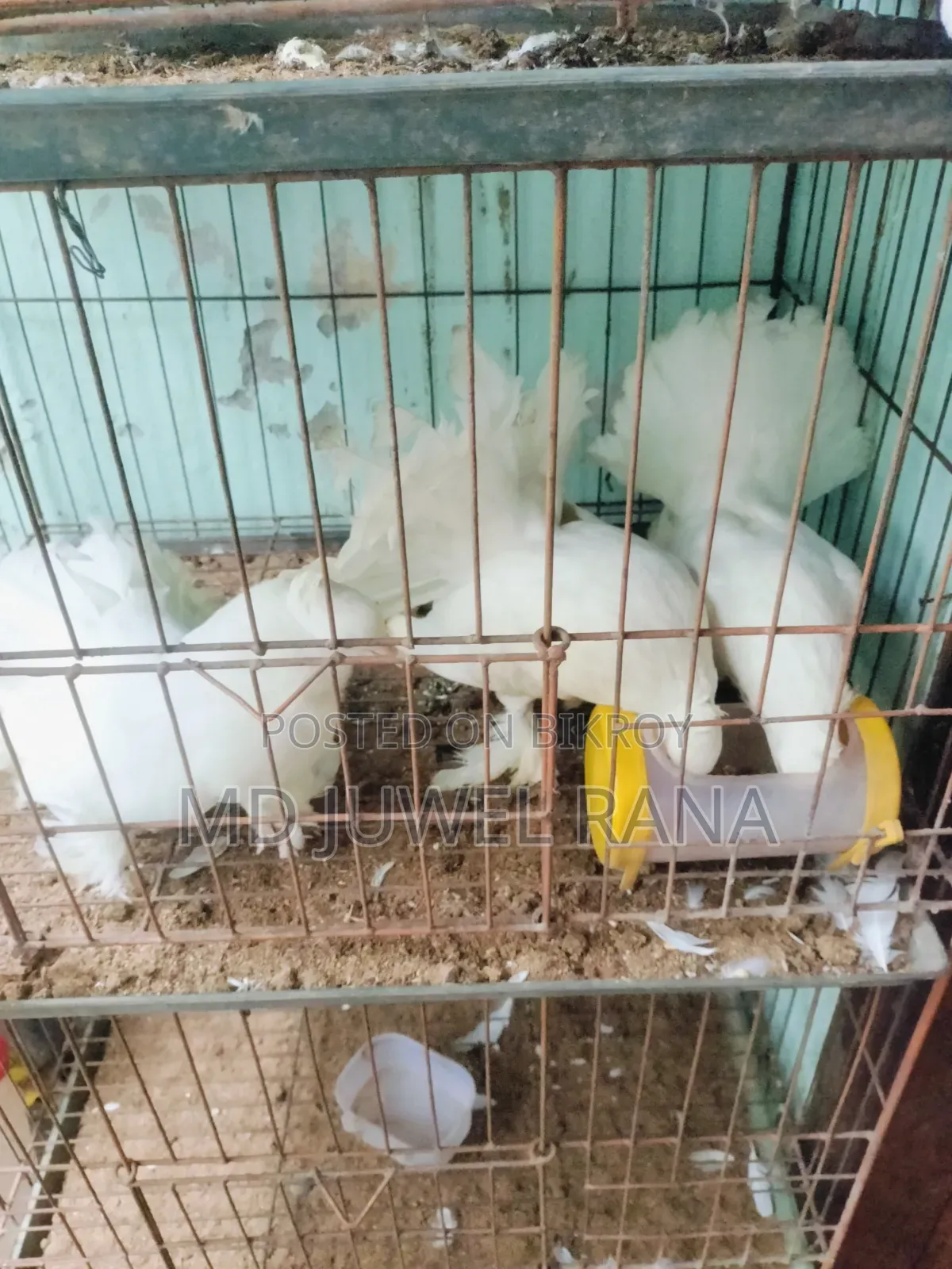 Lakhpur Pigeons with Running Chicks