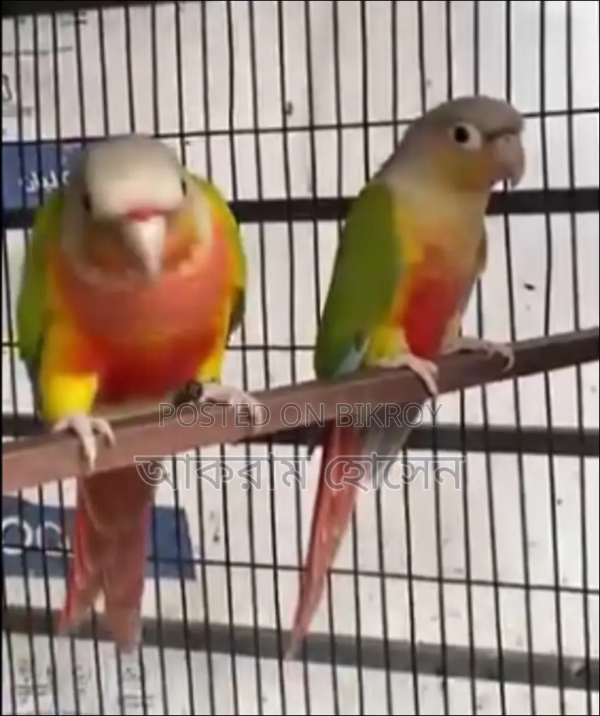 Pineapple Conure Breeding Pair