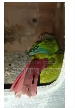 Pineapple Conure Breeding Pair
