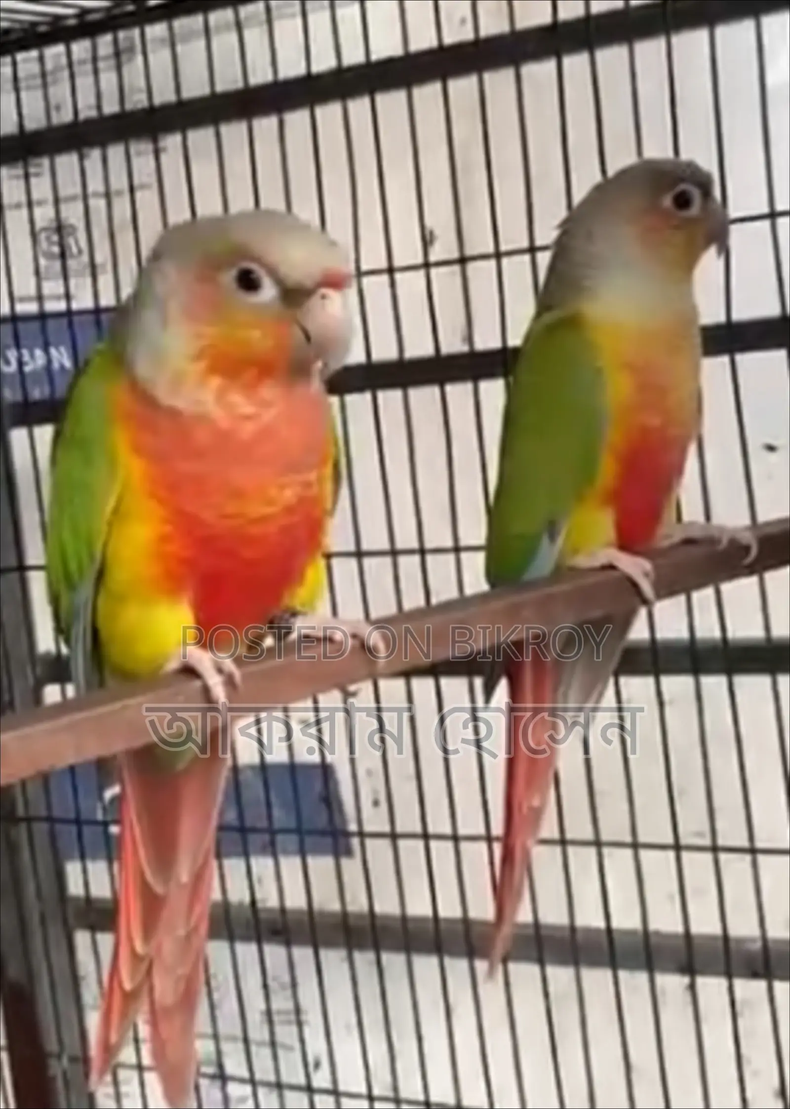 Pineapple Conure Breeding Pair