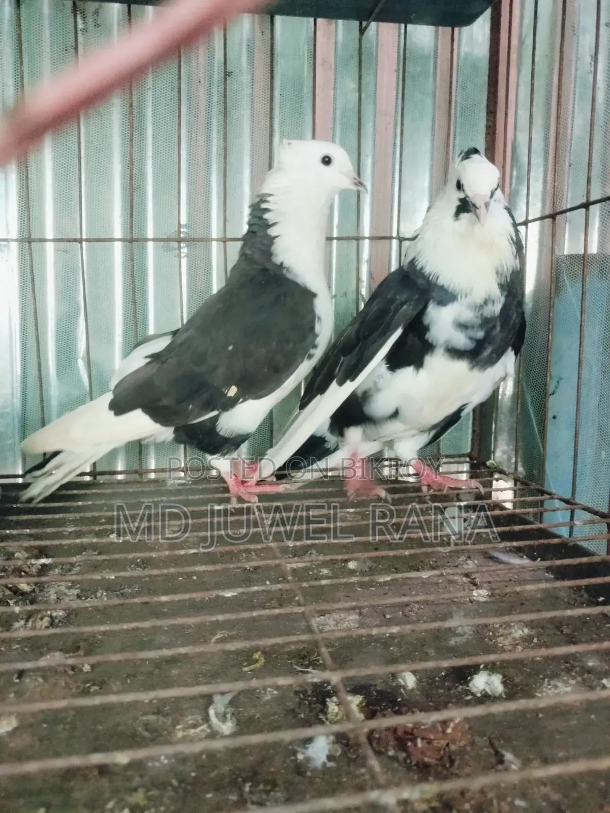 Good Breed Running Pigeons