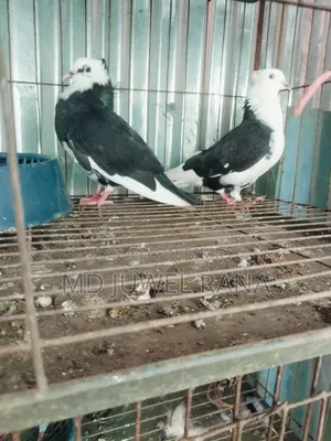 Good Breed Running Pigeons