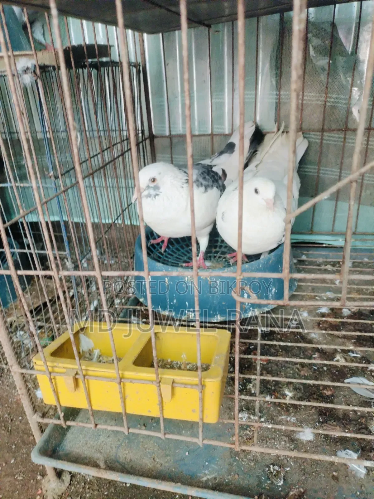 Good Breed Running Pigeons
