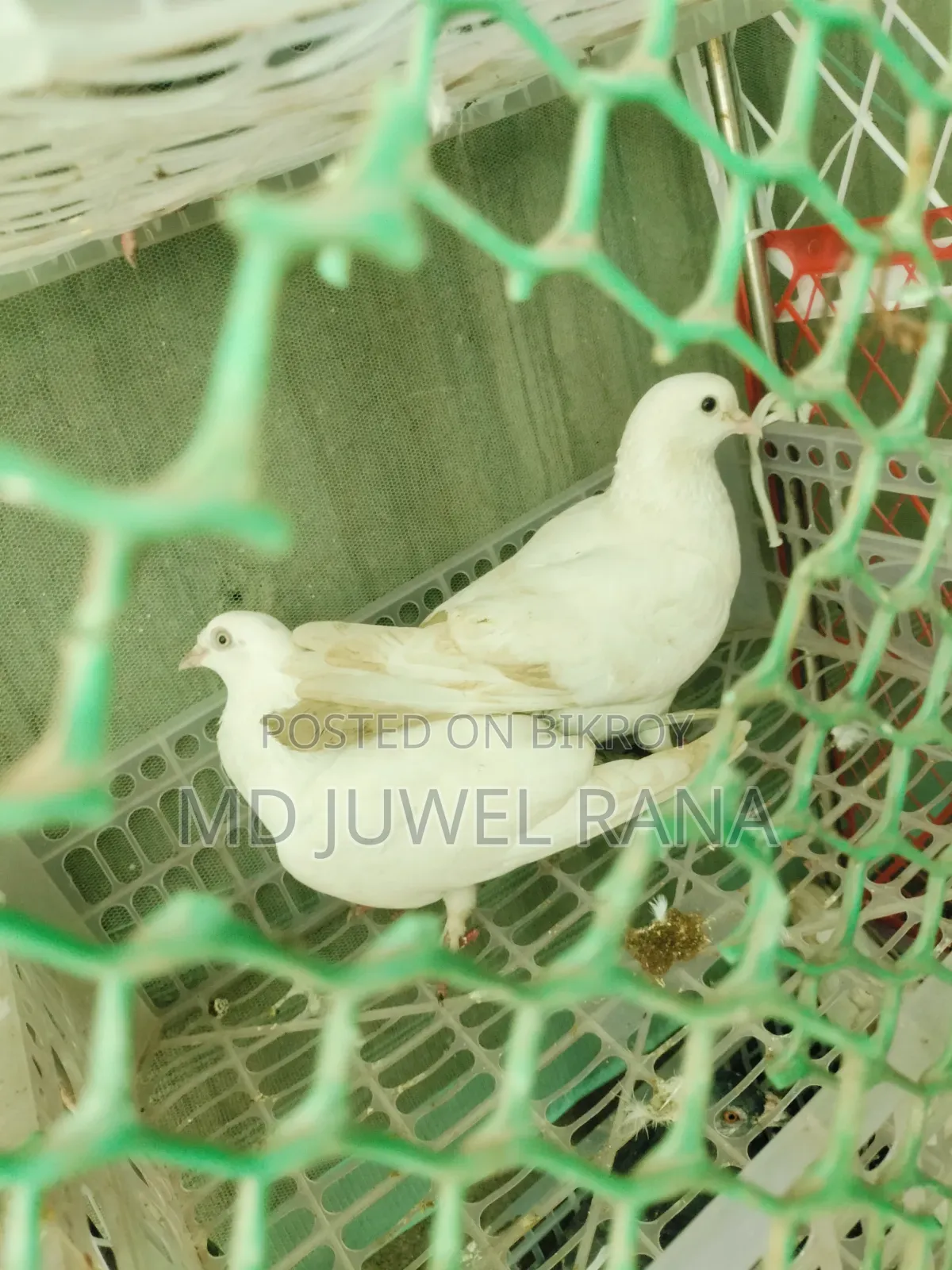 Good Breed Running Pigeons