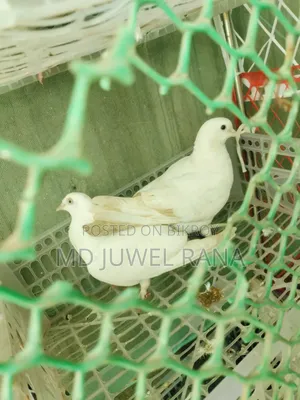 Good Breed Running Pigeons