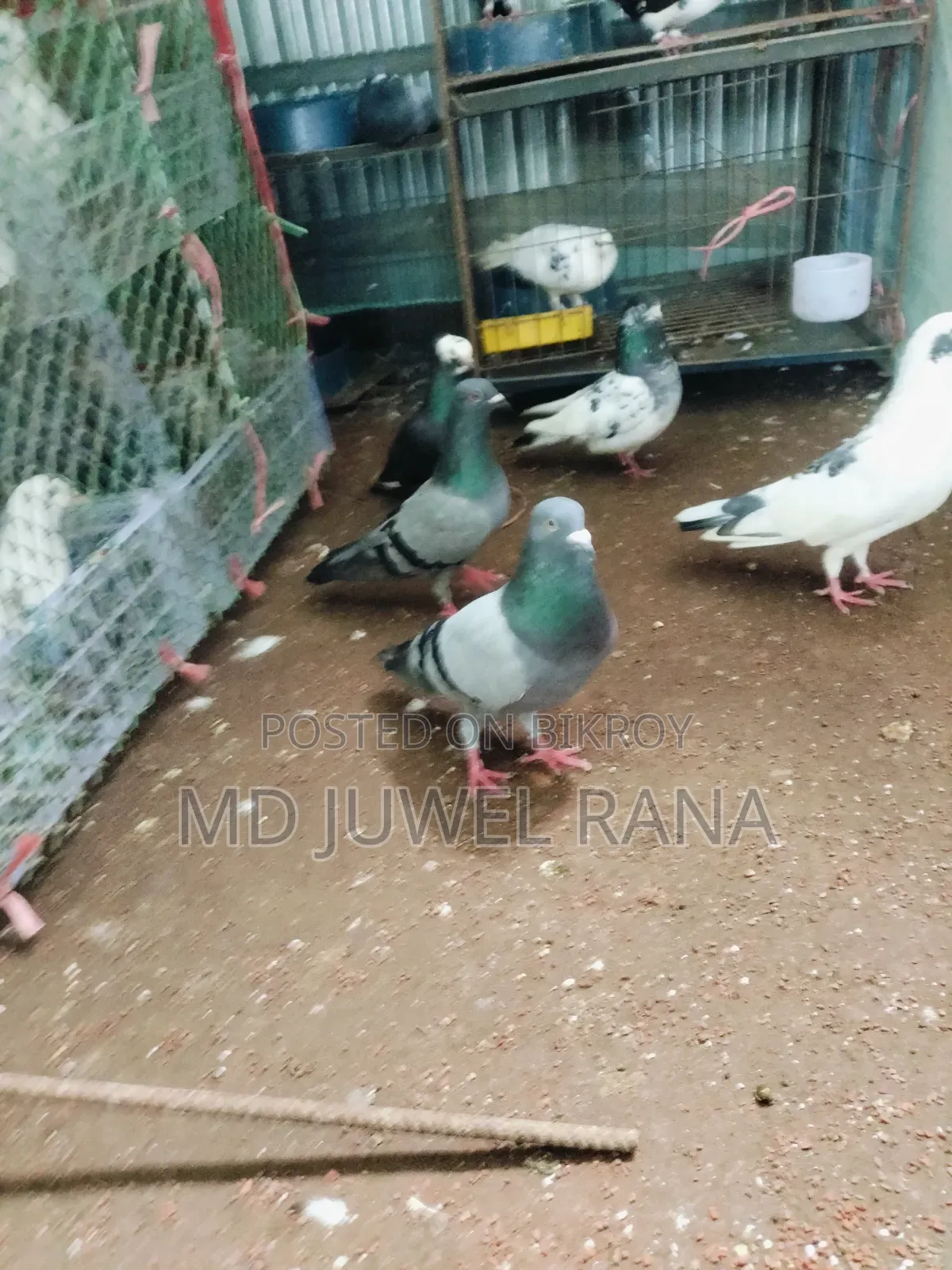 Good Breed Running Pigeons