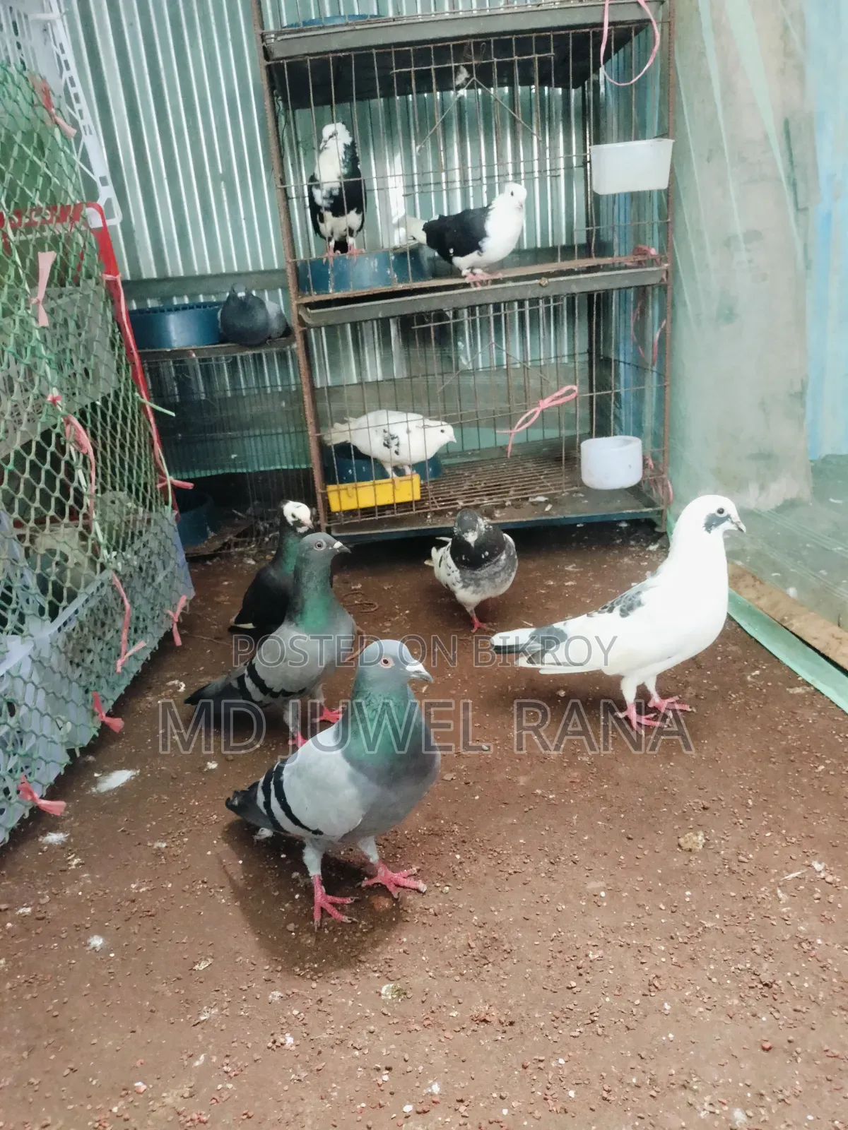 Good Breed Running Pigeons