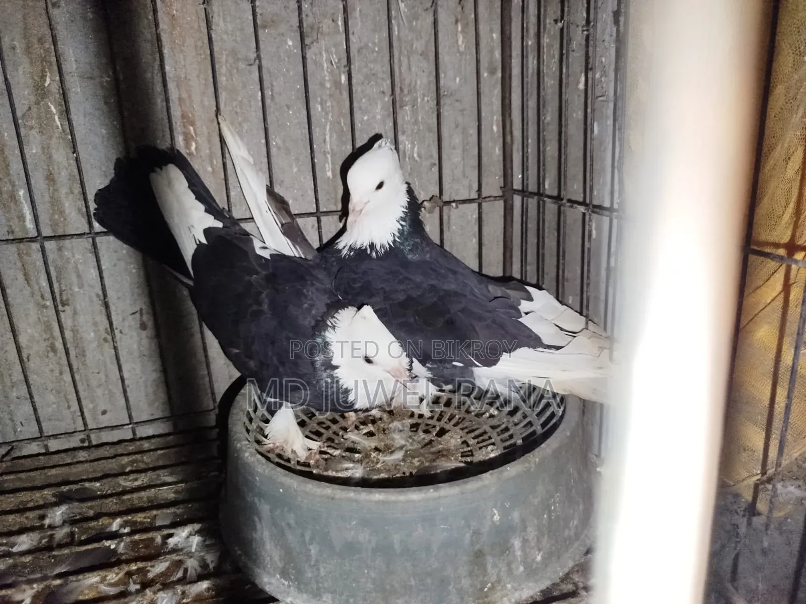 Good Breed Running Pigeons