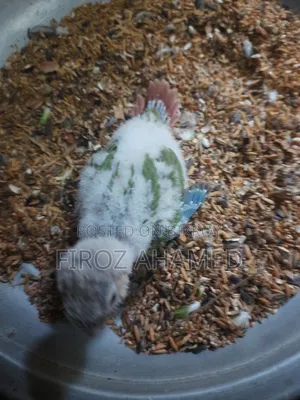 হ্যান্ড ফিডিং কোনর পাখির বাচ্চা