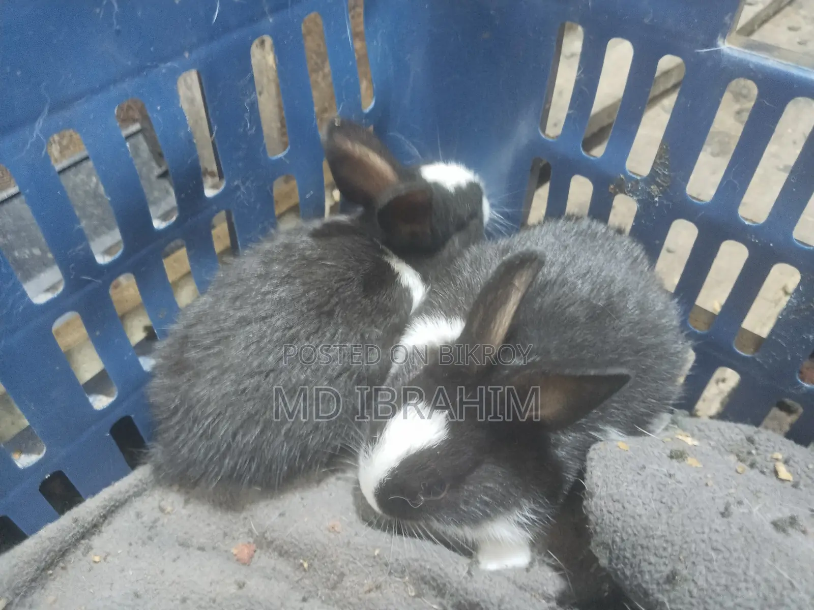 খরগোশ বিক্রি হবে সাতটা বাচ্চা এবং মা বাবা এবং তার আরে ১ জোড়া