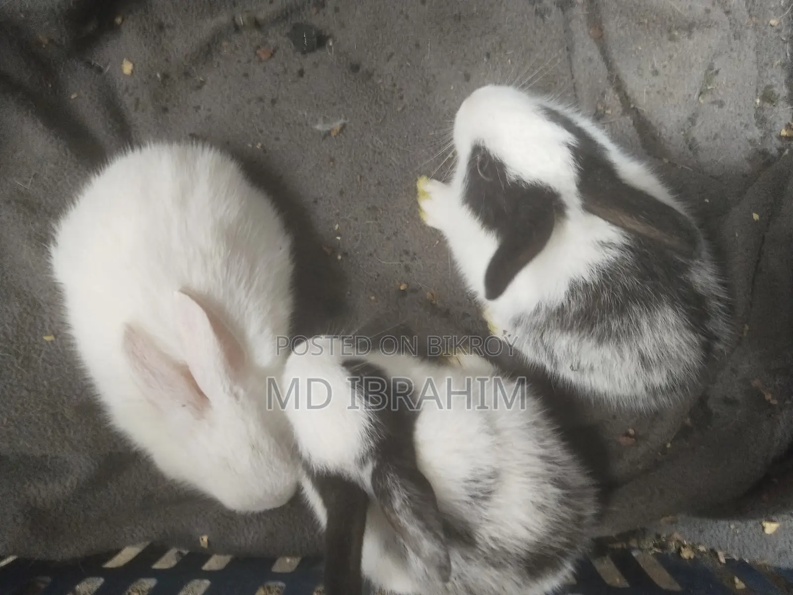 খরগোশ বিক্রি হবে সাতটা বাচ্চা এবং মা বাবা এবং তার আরে ১ জোড়া