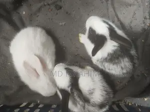 খরগোশ বিক্রি হবে সাতটা বাচ্চা এবং মা বাবা এবং তার আরে ১ জোড়া