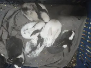 খরগোশ বিক্রি হবে সাতটা বাচ্চা এবং মা বাবা এবং তার আরে ১ জোড়া